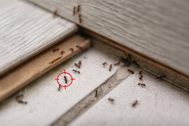 Best Insect Control  in Meadowbrook, AL