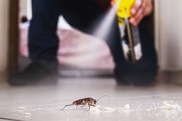 Best Flea Control Services  in Meadowbrook, AL
