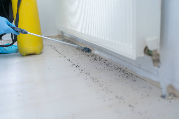 Pest Prevention Services in Meadowbrook, AL