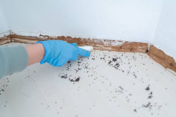 Best Best Pest Control Companies  in Meadowbrook, AL